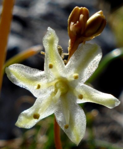 Drimia virens shining in the sun
