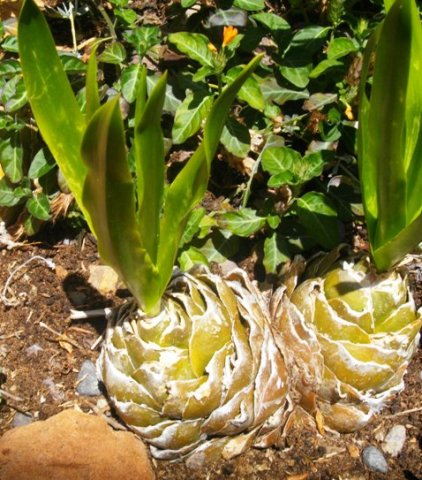 Drimia altissima