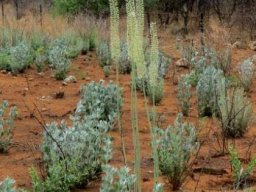 Drimia altissima stems directly from the ground