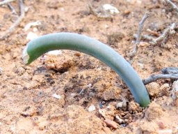 Drimia anomala