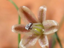 Drimia intricata flower