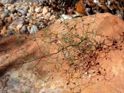 Drimia intricata 