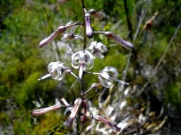 Drimia media flowering stages