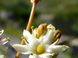 Drimia virens