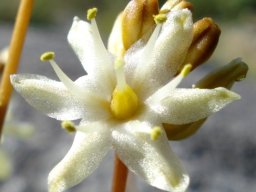 Drimia virens flower and buds