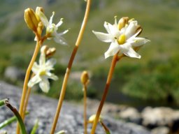 Drimia virens leaves present while flowering