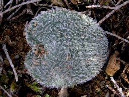 Drimia species woolly leaf