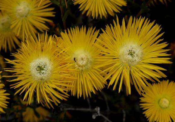 Drosanthemum chrysum flowers