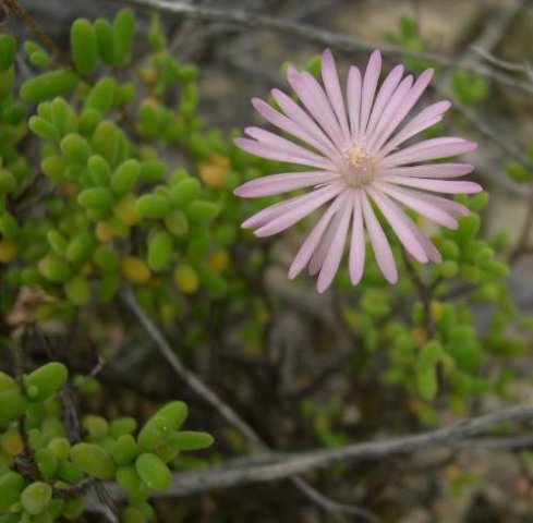 Drosanthemum crassum