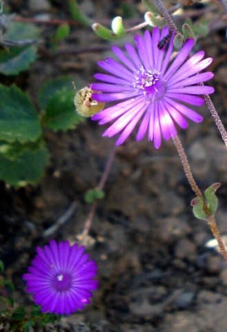 Drosanthemum duplessiae