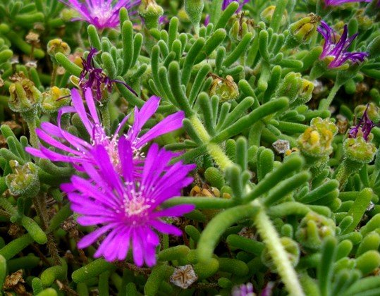 Drosanthemum floribundum flowers and fruits