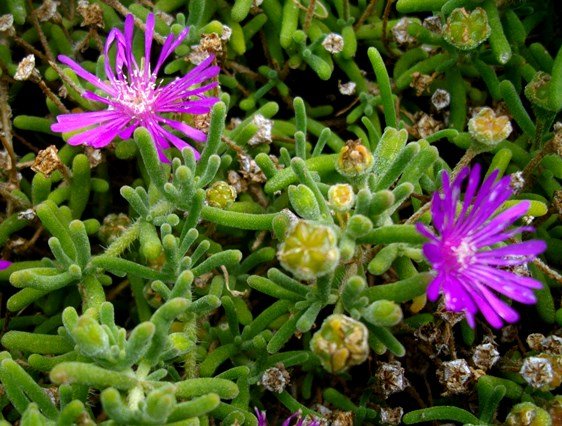 Drosanthemum floribundum