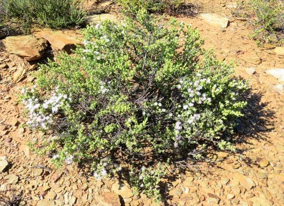 Drosanthemum giffenii shrublet