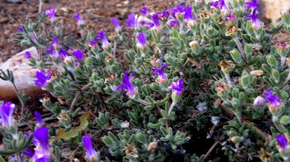 Drosanthemum hispidum