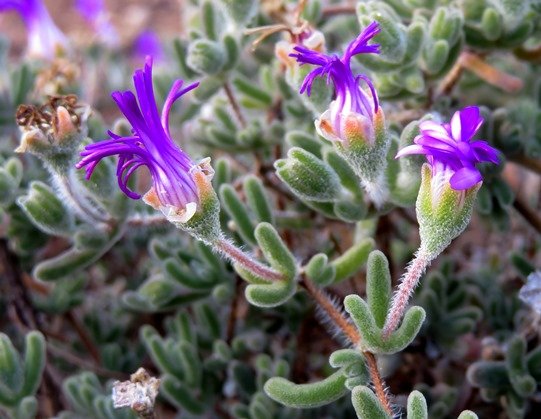 Drosanthemum hispidum leaves and flowers