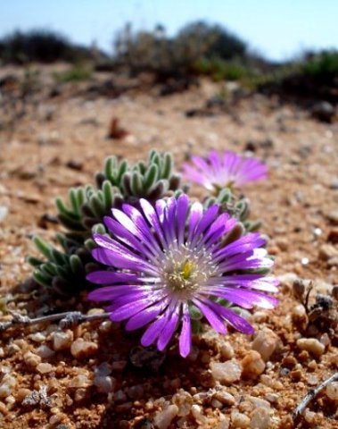 Drosanthemum