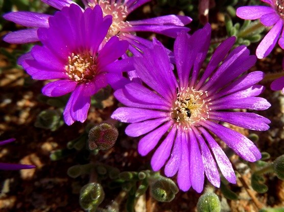 Drosanthemum hispidum or nearly so
