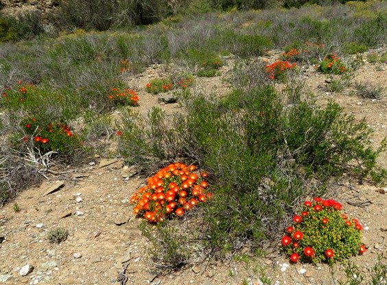 Drosanthemum micans