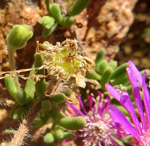 Drosanthemum prostratum leaves