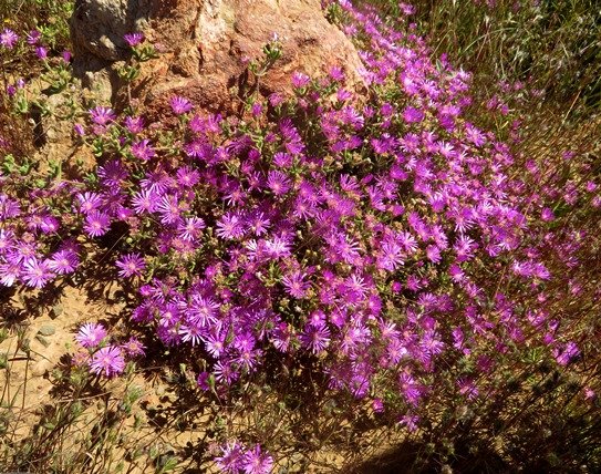 Drosanthemum prostratum