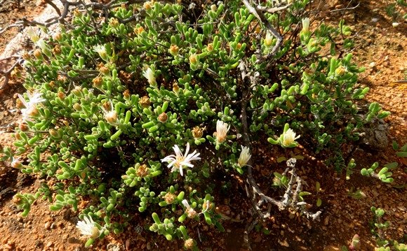 Drosanthemum schoenlandianum
