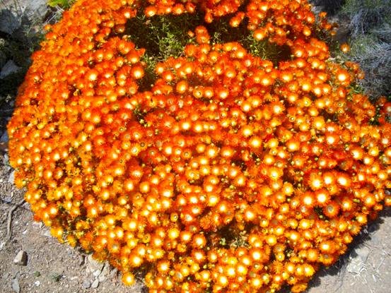 Drosanthemum speciosum, a dome of flowers