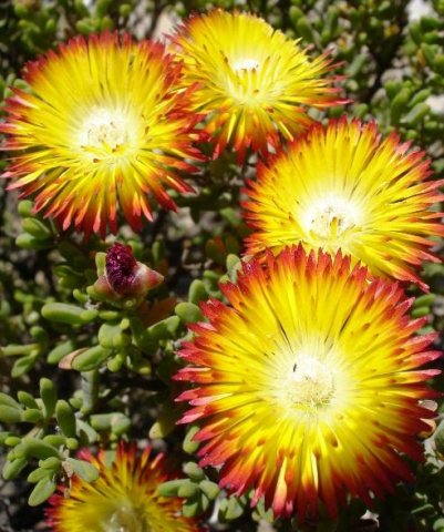 Drosanthemum bicolor flowers