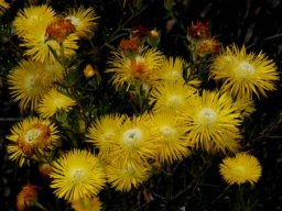 Drosanthemum chrysum