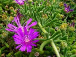Drosanthemum floribundum flowers and fruits