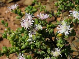 Drosanthemum giffenii flowers