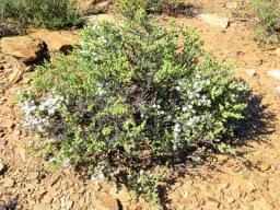 Drosanthemum giffenii shrublet