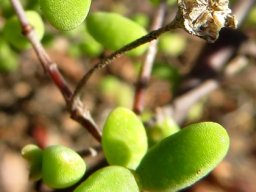 Drosanthemum lique leaves and fruit capsule