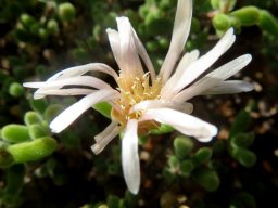 Drosanthemum schoenlandianum dishevelled flower