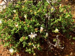 Drosanthemum schoenlandianum