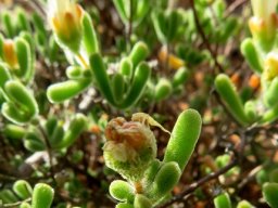 Drosanthemum schoenlandianum leaves
