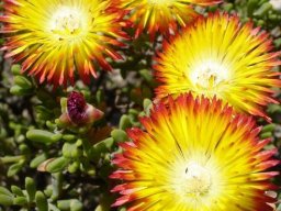 Drosanthemum bicolor flowers