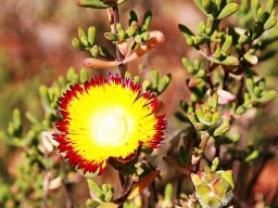 Drosanthemum bicolor in the Walter Sisulu National Botanical Garden