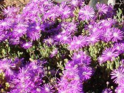 Drosanthemum archeri near Oudtshoorn
