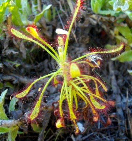 Drosera glabripes mature leaves