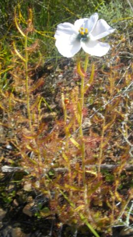 Drosera cistiflora