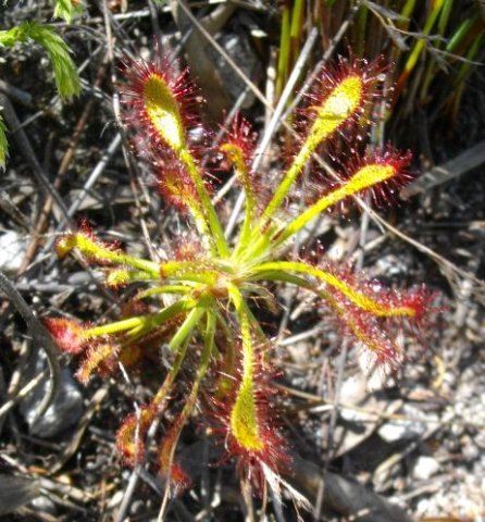 Drosera glabripes 