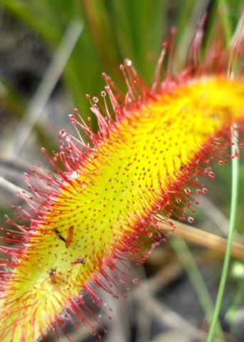 Drosera hilaris leaf or dining room
