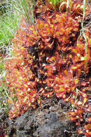 Drosera madagascariensis
