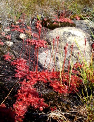 Drosera trinervia ready to bloom