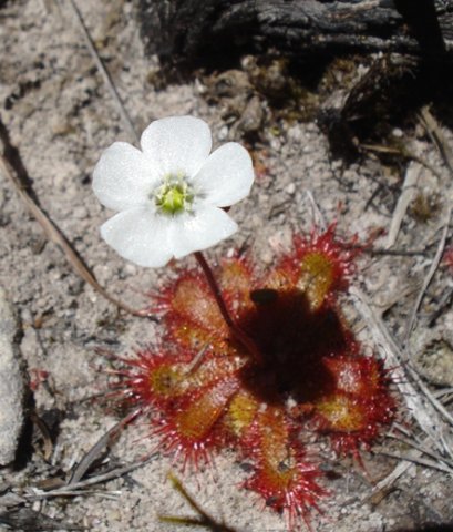 Drosera