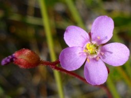 Drosera