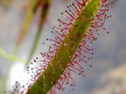 Drosera capensis leaf and tentacles