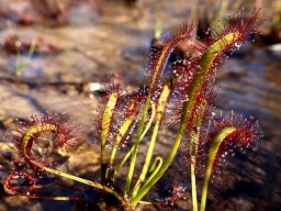 Drosera capensis glandular hair