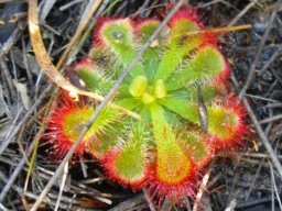 Drosera aliciae