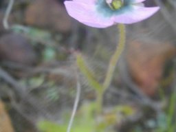 Drosera cistiflora flower